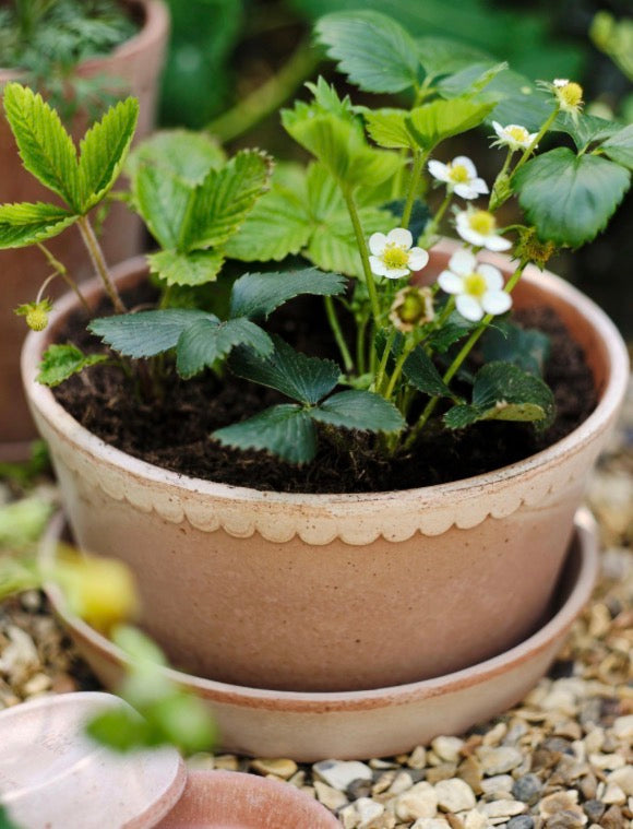 PLANTER HELENA RAW ROSA, LOW SET