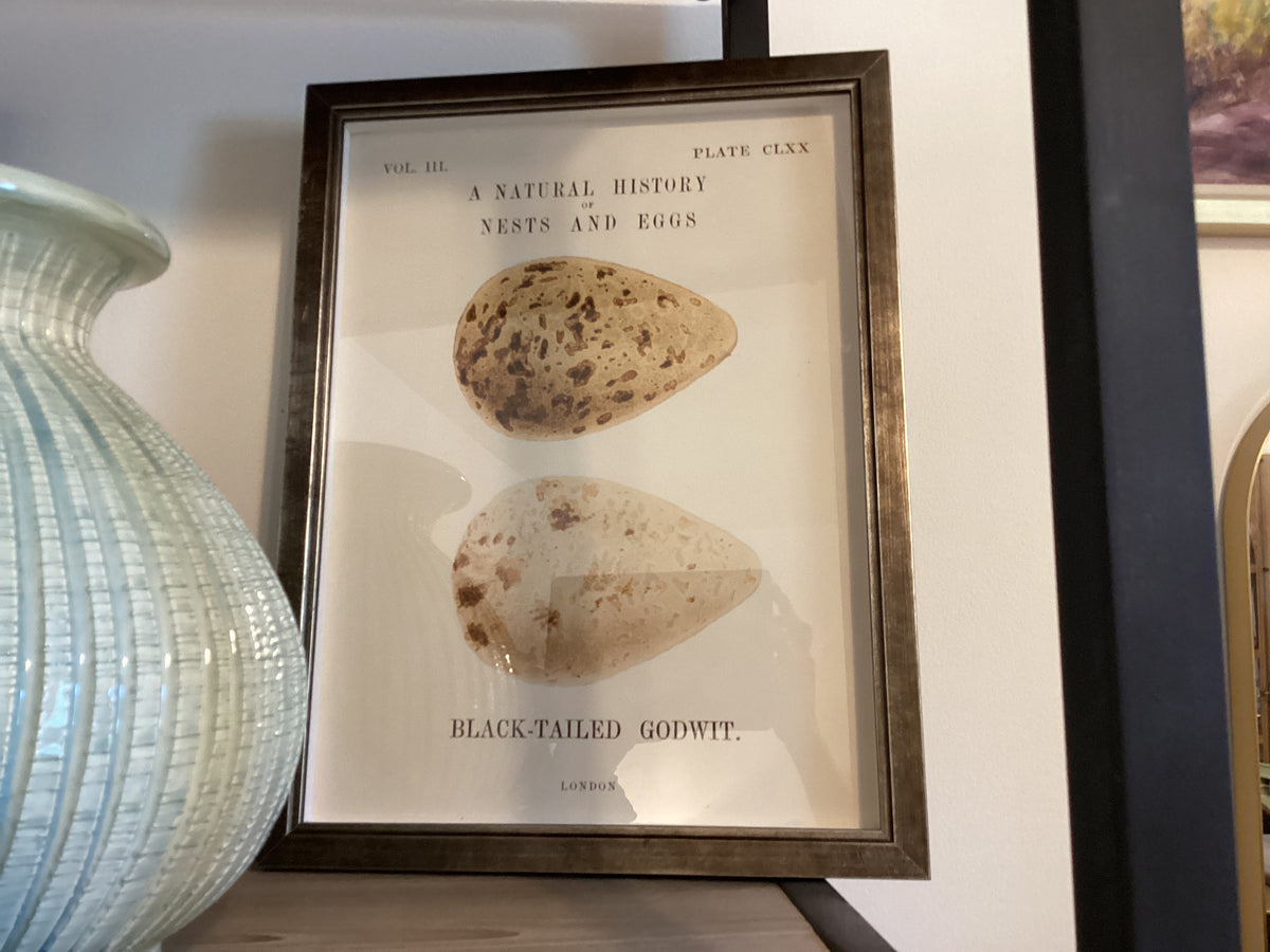 Framed Print - Vintage Natural History Egg Bookplate