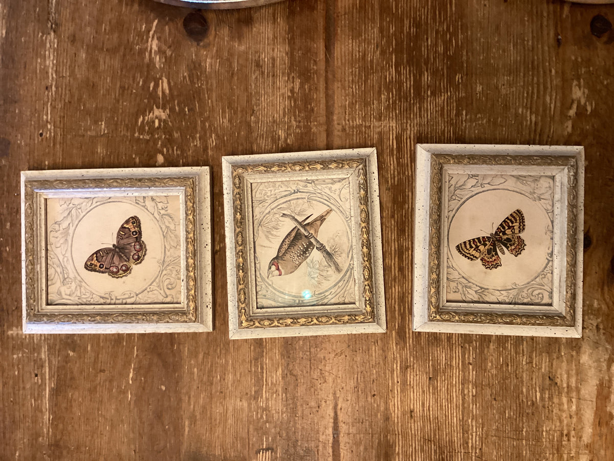 Set of 3 - Framed Butterfly/Bird Lizars Blue Boarder