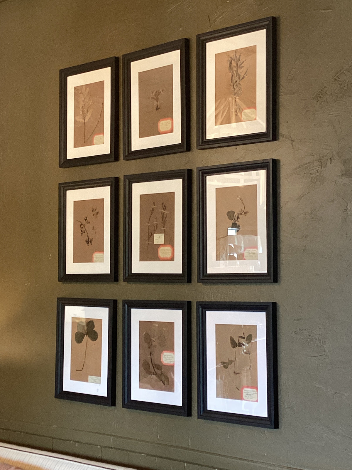 Set of 9 Belgium 20th century antique botanicals/ black frame brown matte