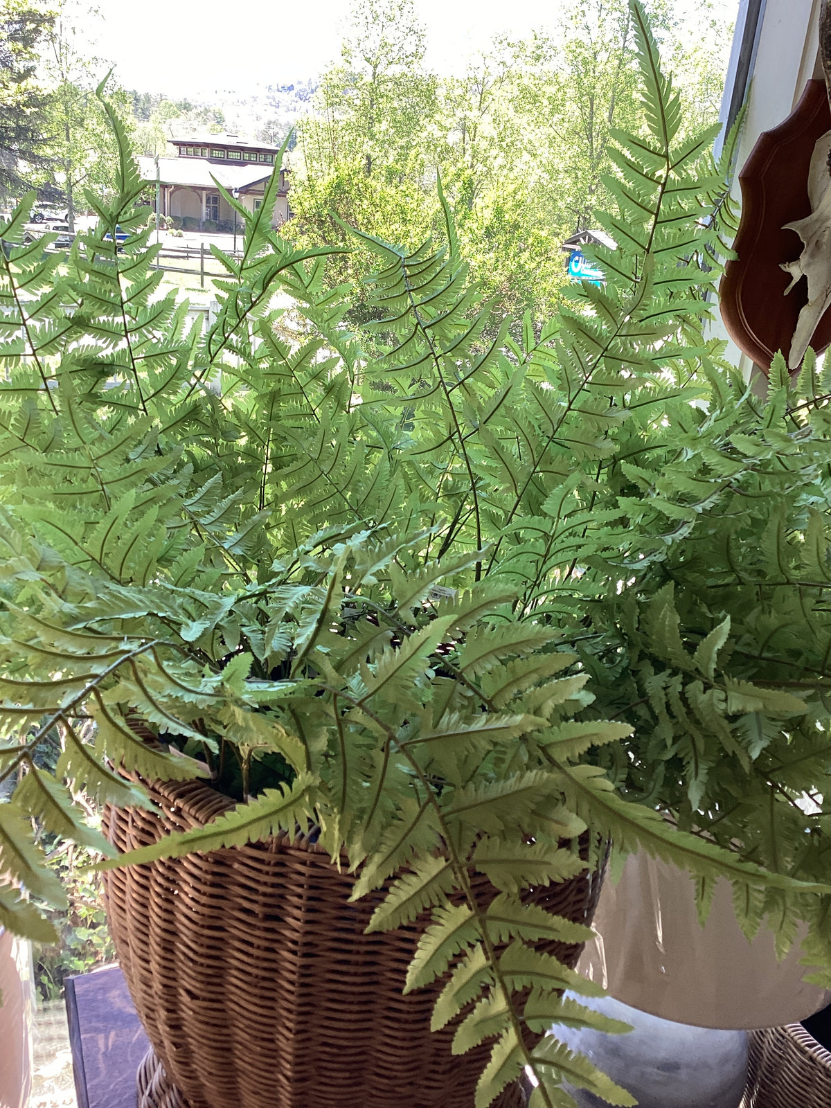 Fern stems/ set of 6