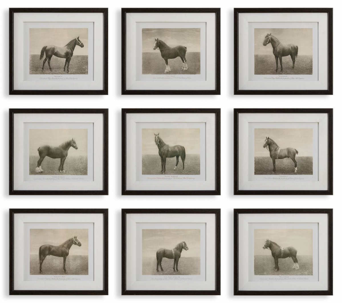 EQUINE DYNASTY FRAMED PRINTS S/9