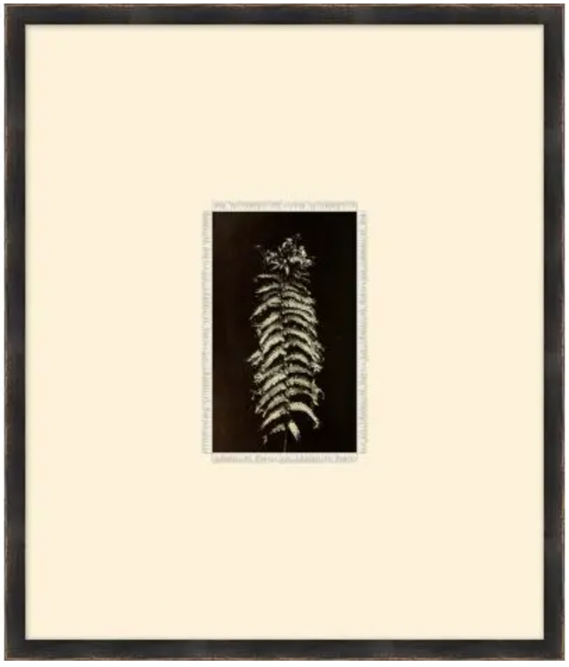 Petit Ferns