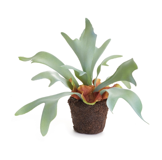 STAGHORN FERN DROP-IN 9"