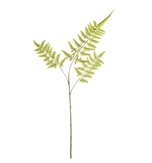 FERN STEM Weeping