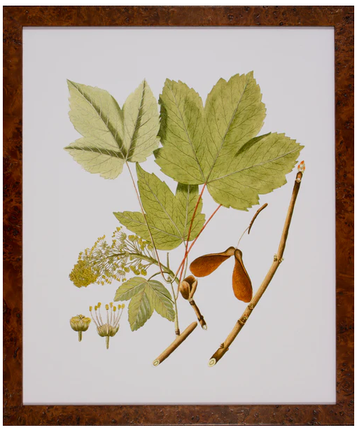 Antique Leaves IV