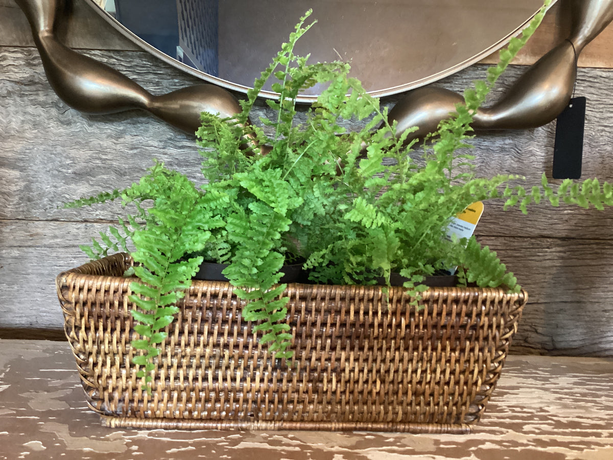 Fluffy Ruffle Fern