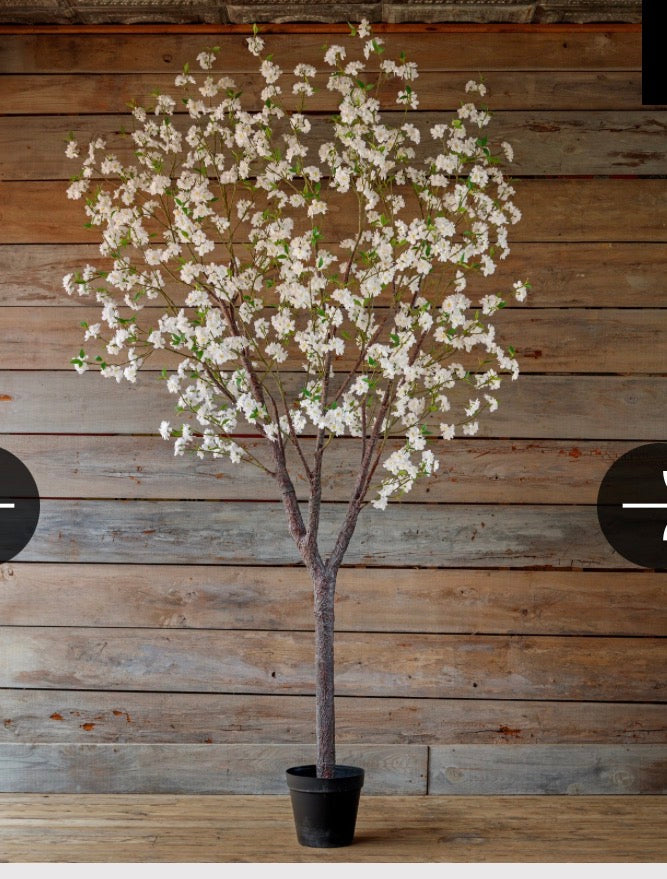 WHITE BLOSSOM ORCHARD TREE