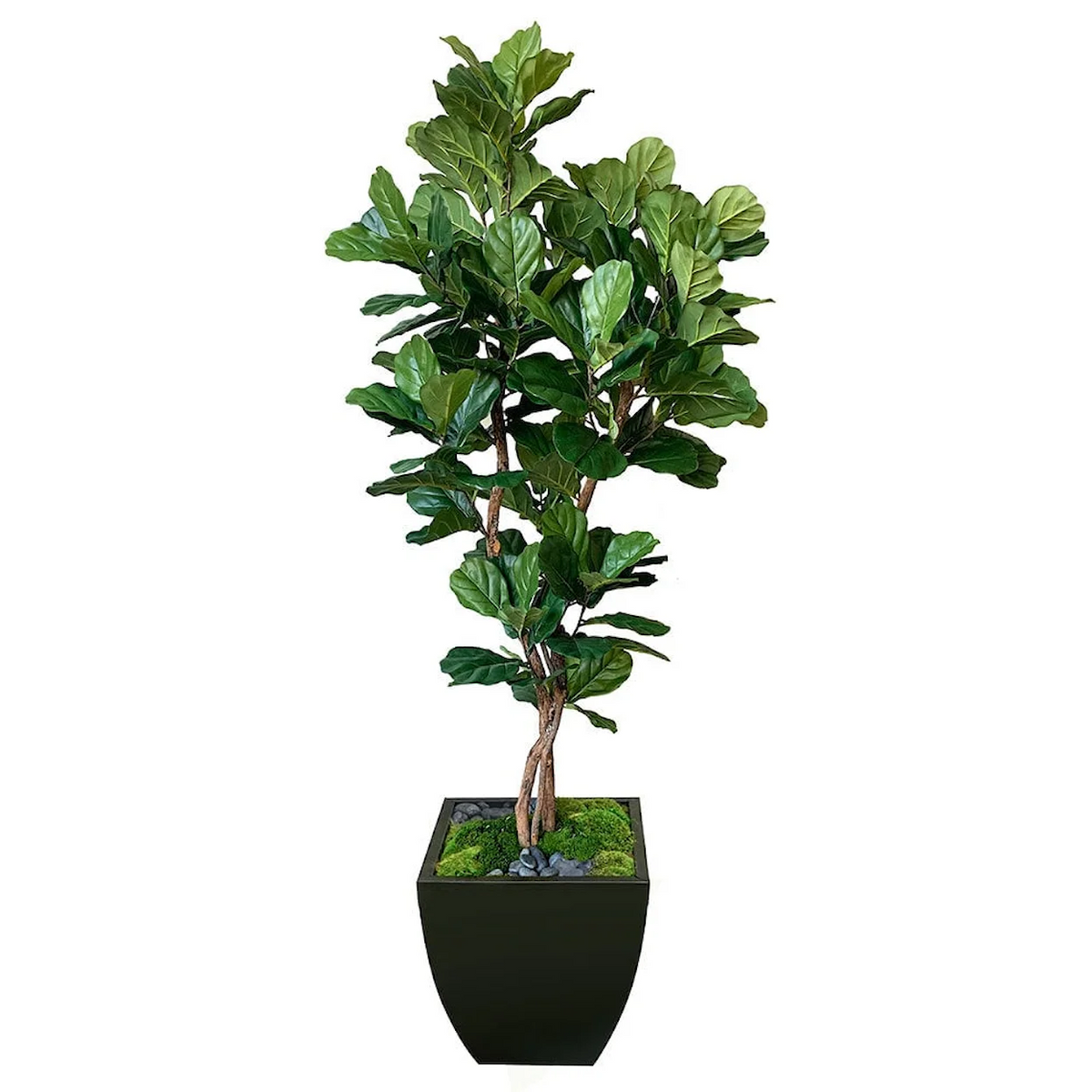 7' Fiddle Leaf Tree in Zinc Planter