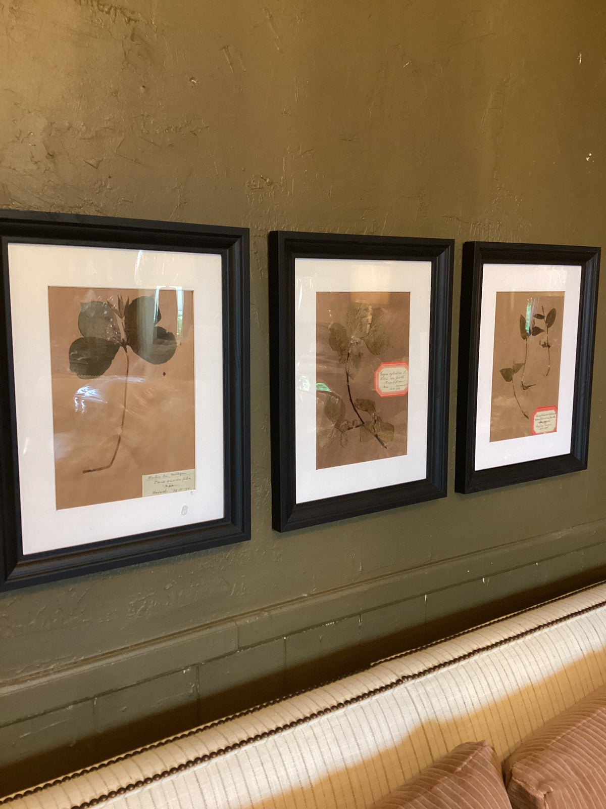 Set of 9 Belgium 20th century antique botanicals/ black frame brown matte