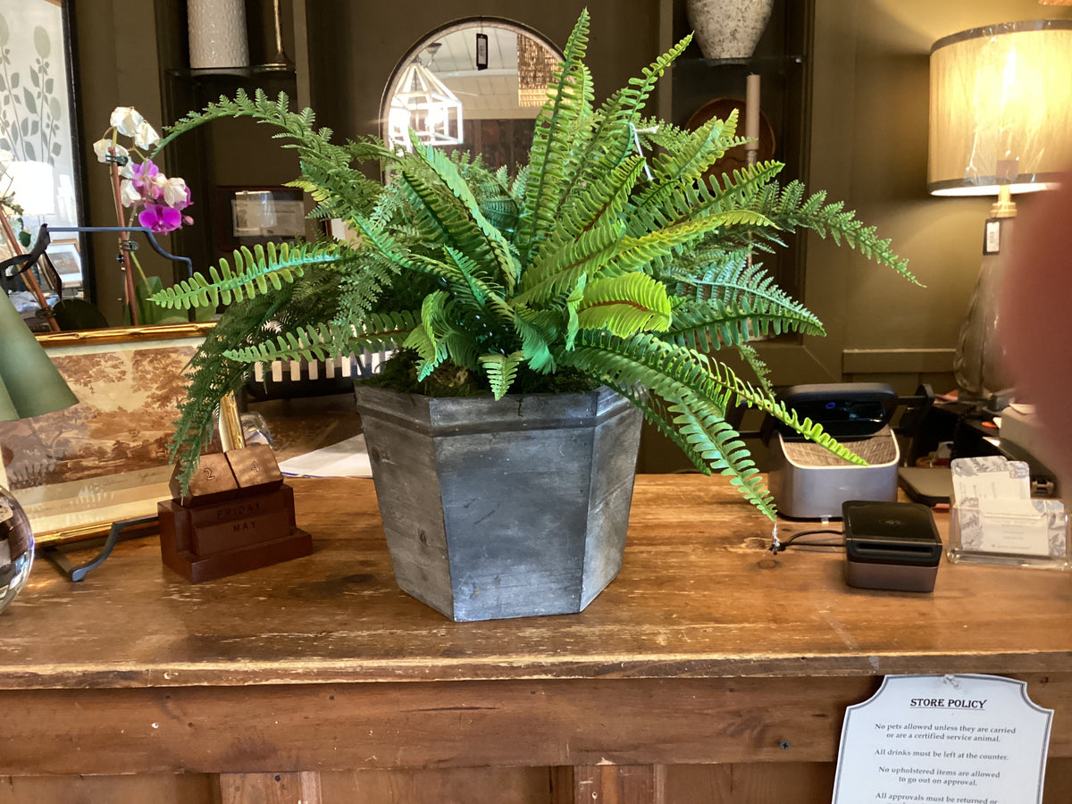 Fern in Black wooden planter