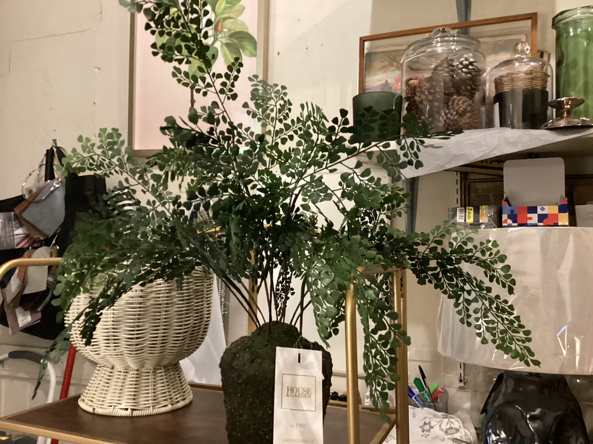 Fern. Maidenhair