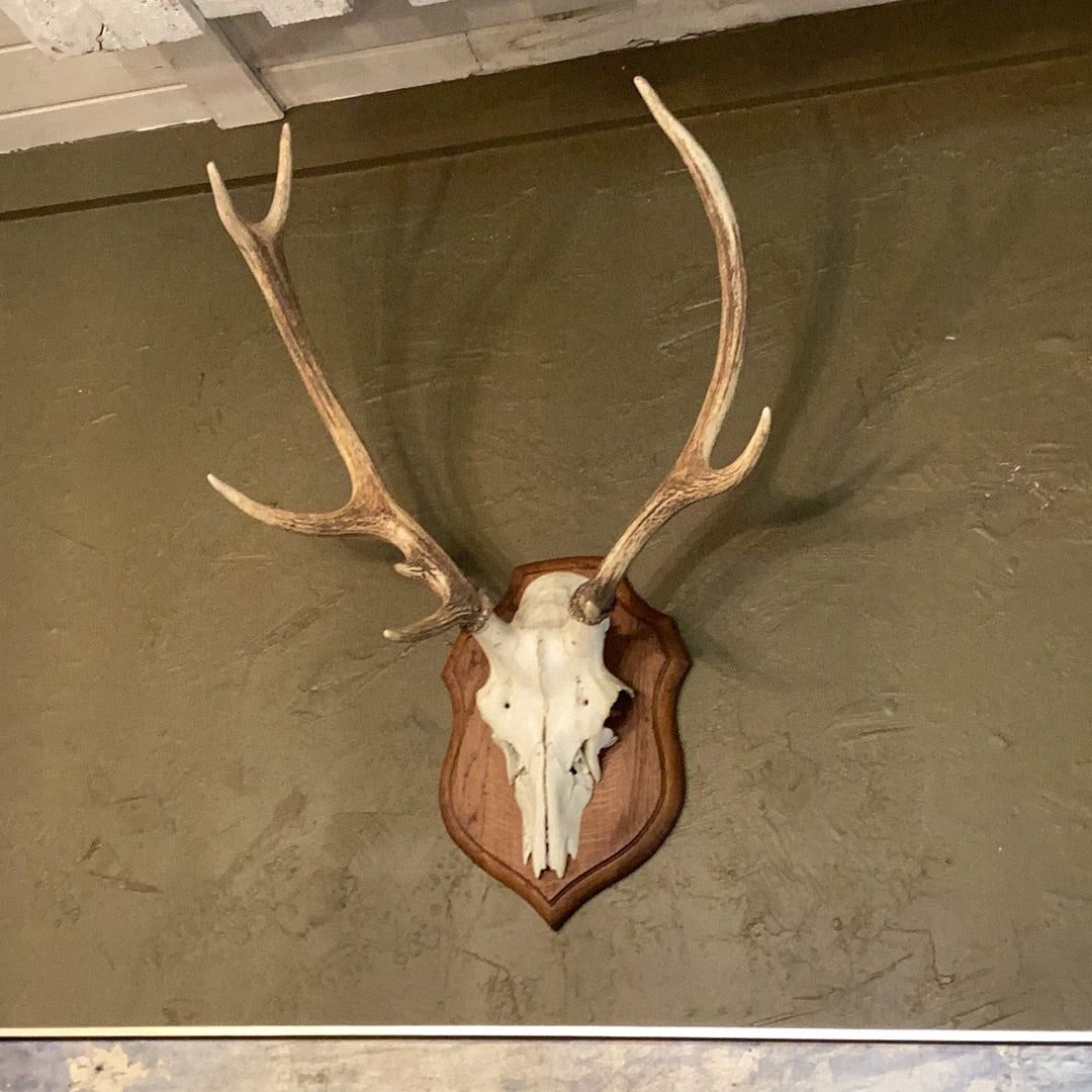Hunting antler trophy 2