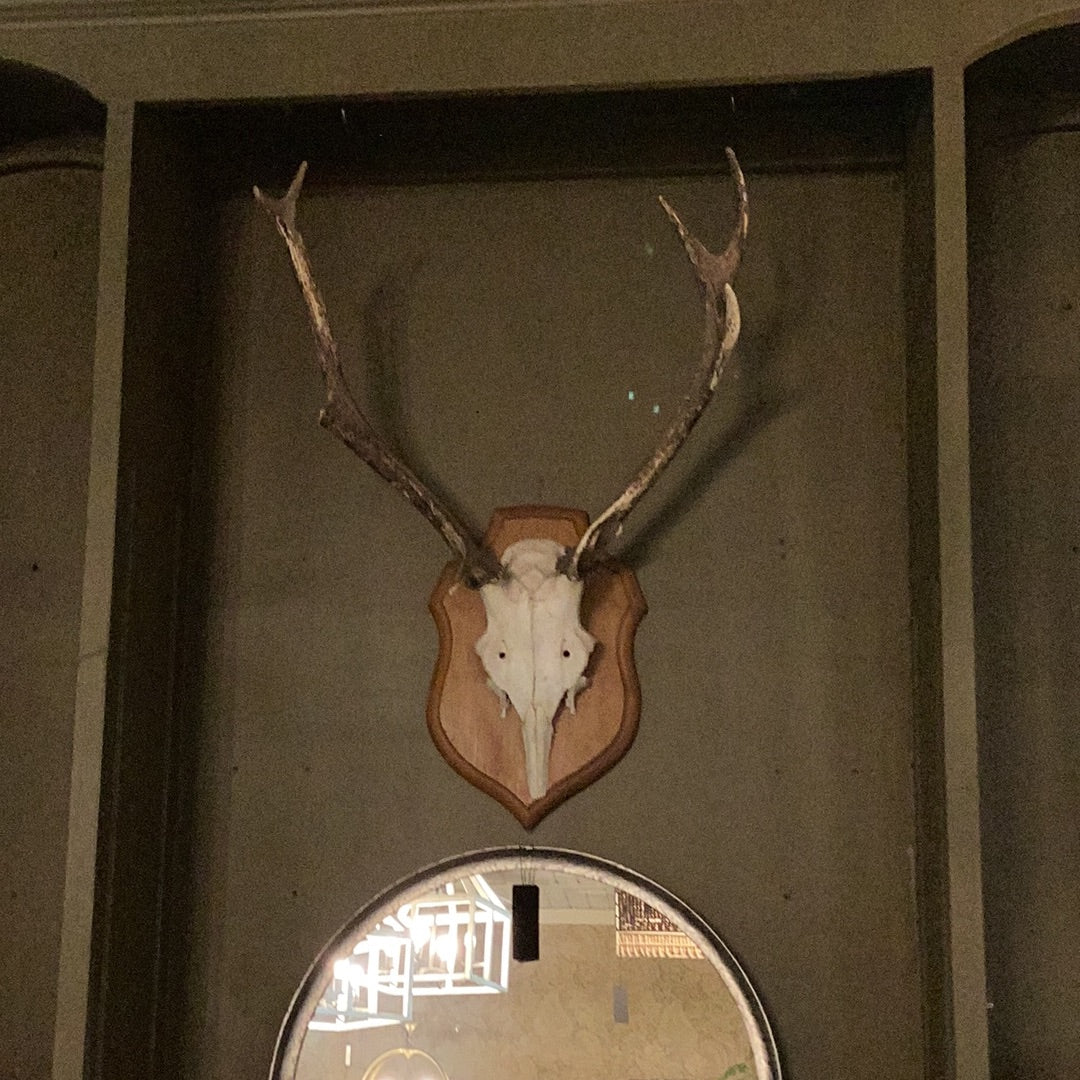 Hunting Antler trophy 1
