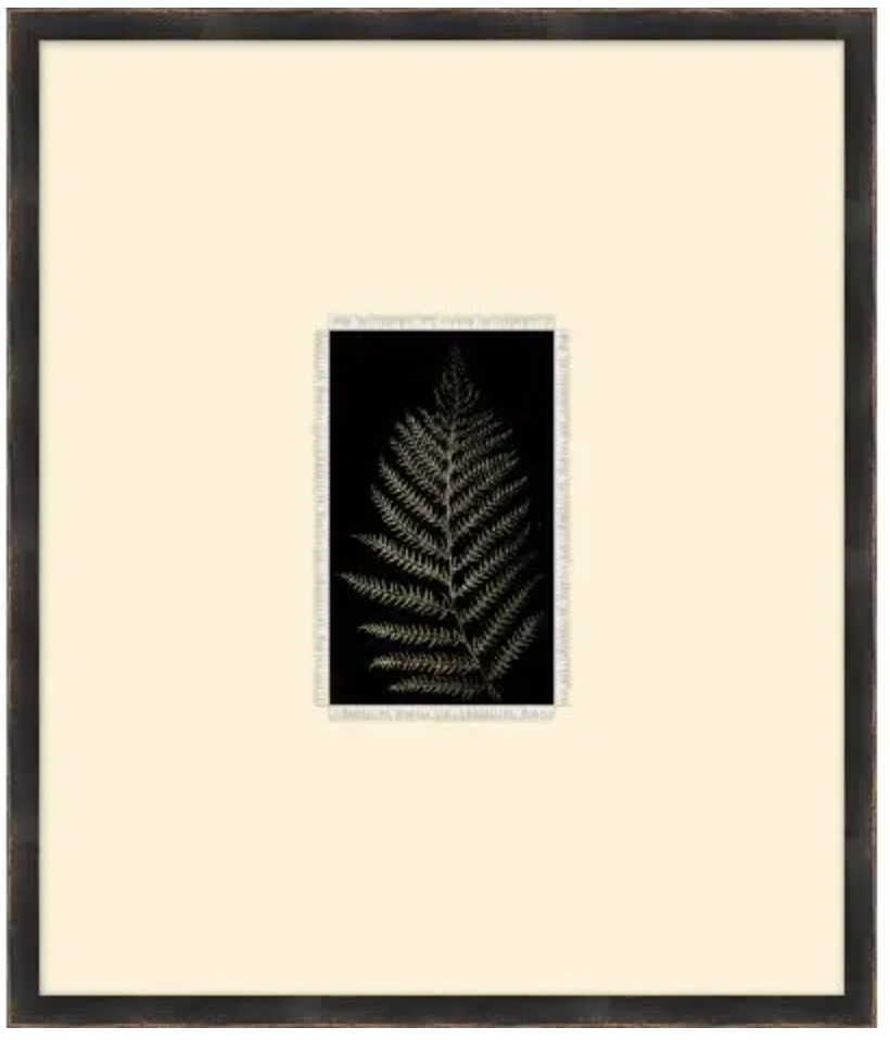 Petit Ferns