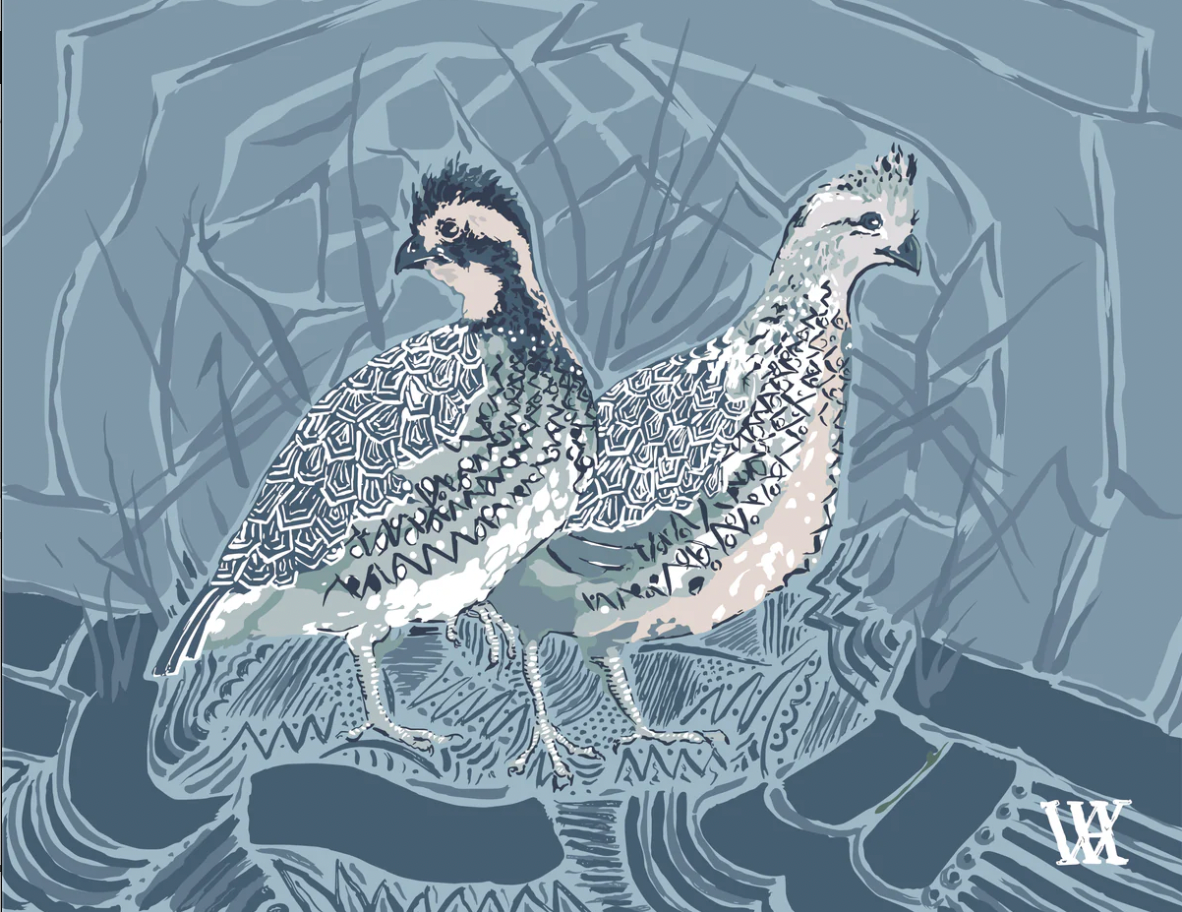 5 x7 Light Blue Bobwhite Pair Quails