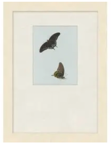 Butterflies Study 1 ,2,3