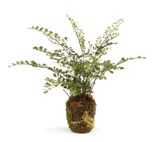 MAIDENHAIR DROP-IN 13"