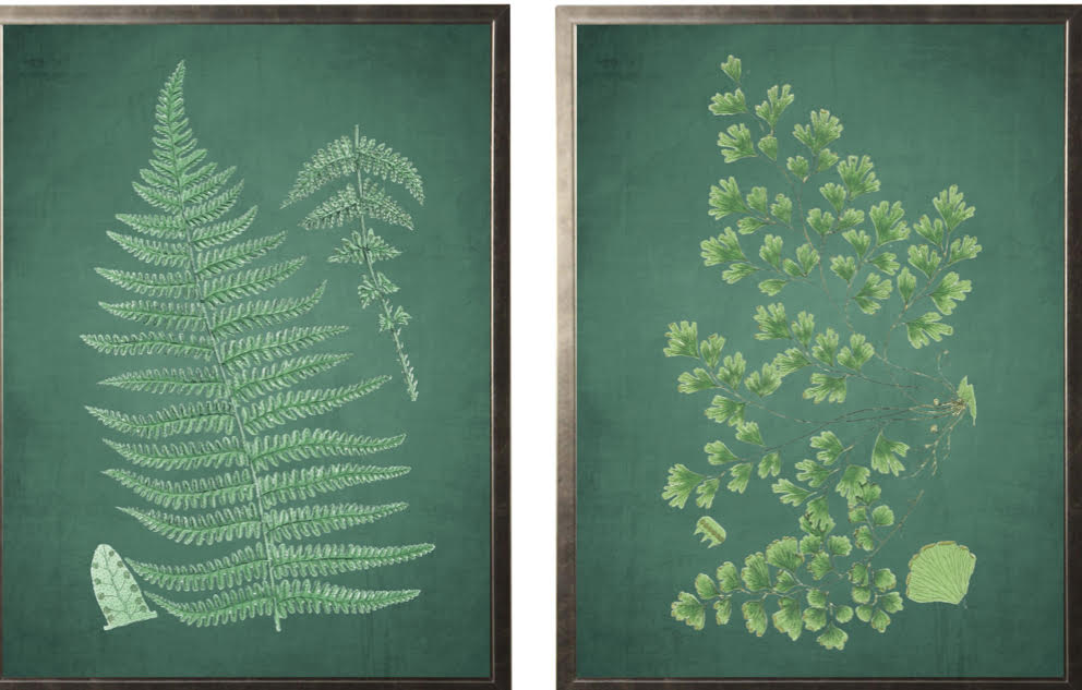 Framed Print - Fern on Green Background